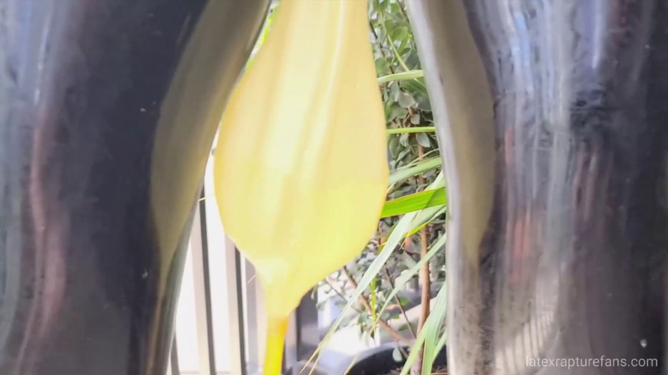 Maids golden nectar Maids golden nectar